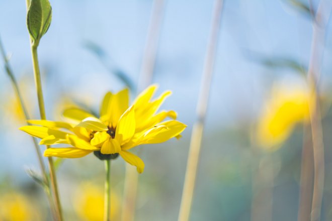 fleur-jaune-petales-printemps-ete