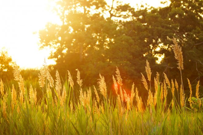 campagne-couche-soleil-champ-prairie-herbes-nature